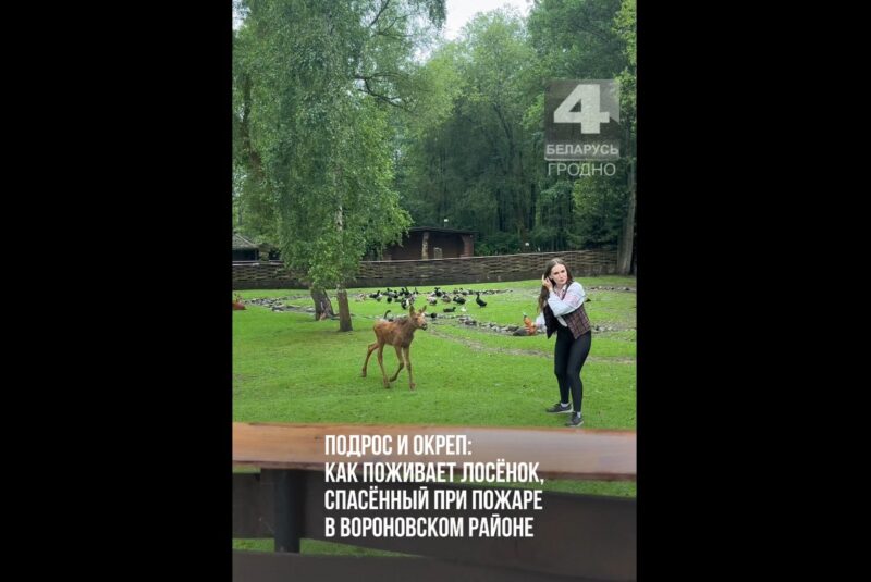 как дела у лосенка