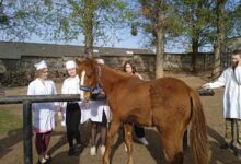 Преврати увлечение животными