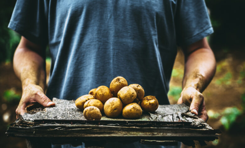 В Гродненской области судили картофельного мошенника