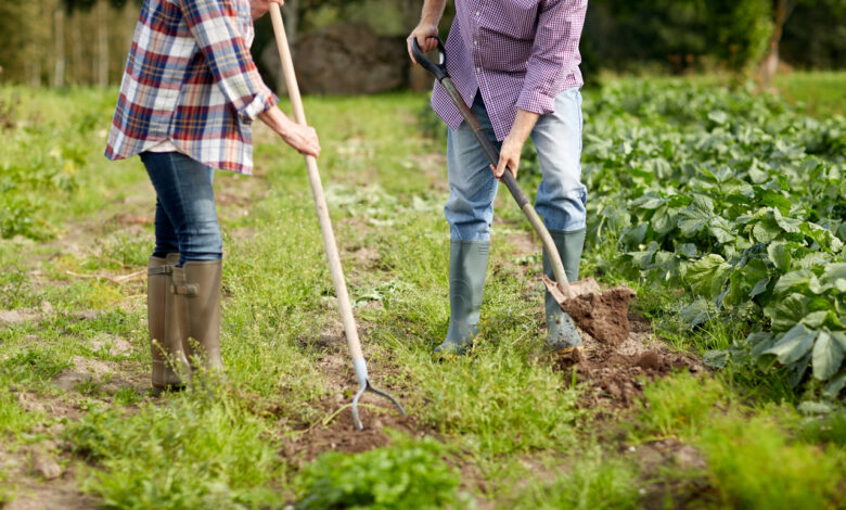 Белорусам предлагают легальные подработки на уборке урожая