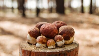 В лесах под Гродно пошли первые боровики