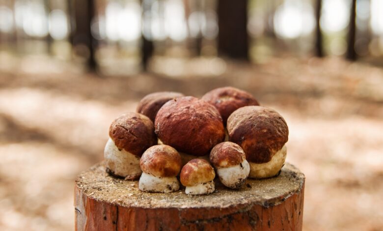 В лесах под Гродно пошли первые боровики