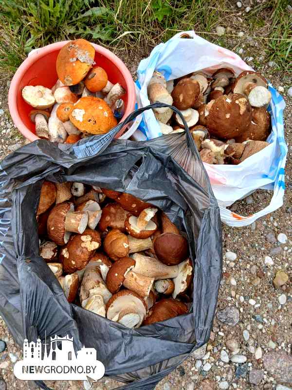 В лесах под Гродно набирает ход