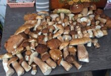В лесах под Гродно набирает ход