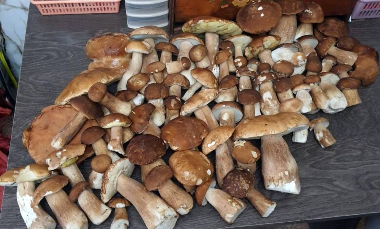 В лесах под Гродно набирает ход