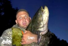 Под Гродно на Немане поймали сома размером с человека