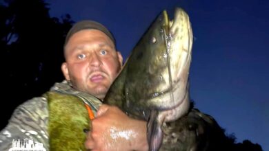 Под Гродно на Немане поймали сома размером с человека