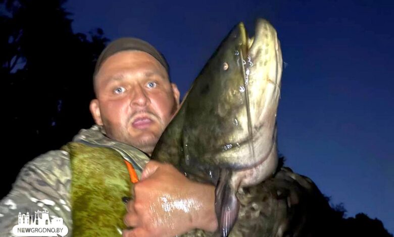 Под Гродно на Немане поймали сома размером с человека