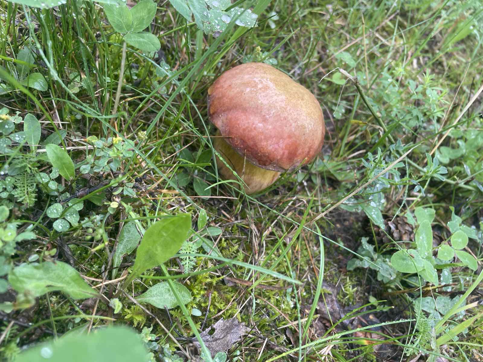 В Гродно грибы выросли прямо