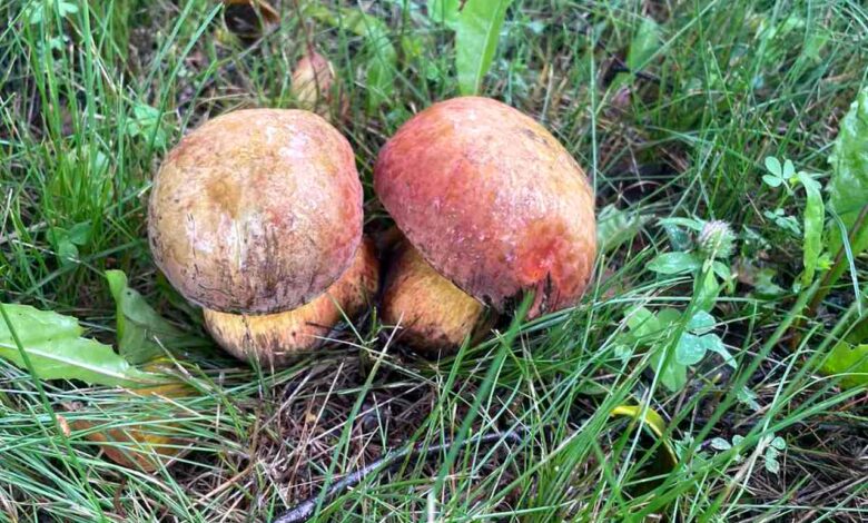 В Гродно грибы выросли прямо