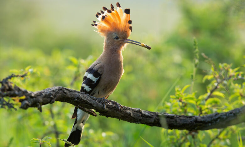 Под Гродно заметили очень красивых