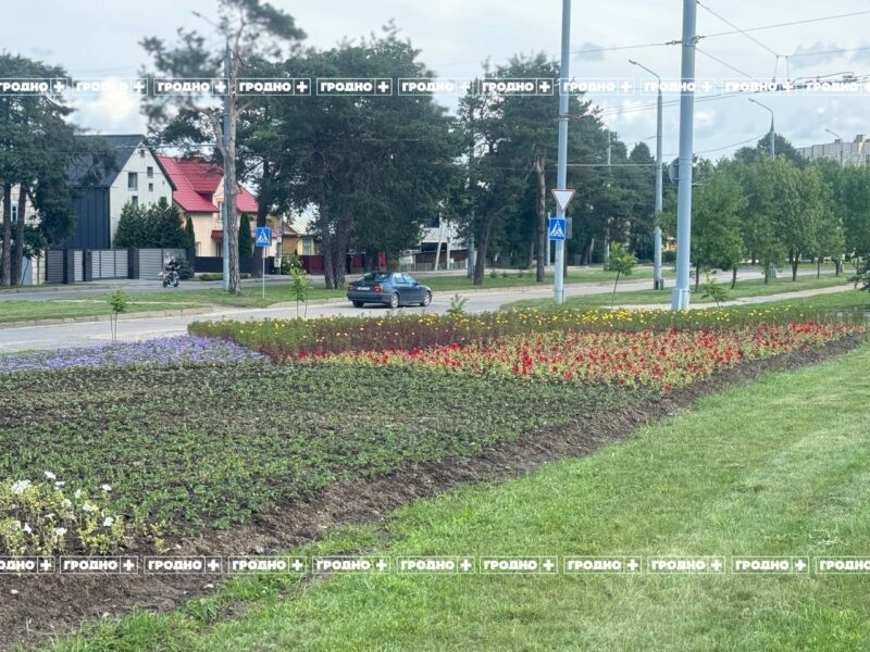 Где в Гродно высадили