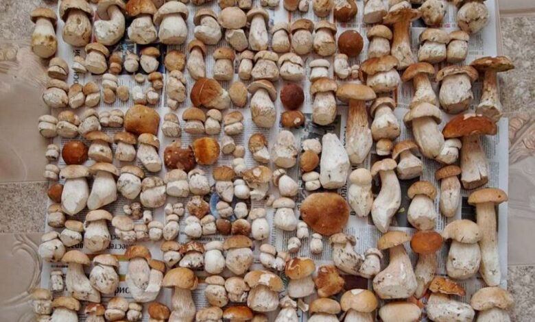 Гродненские грибники бьют рекорды