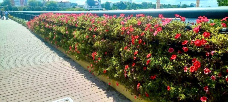 Гродно преображается к 897
