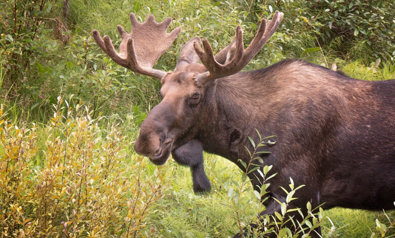 В Беларуси открывается сезон охоты на лося и оленя