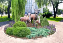 Олени на клумбе и картина из живых цветов в Гродно