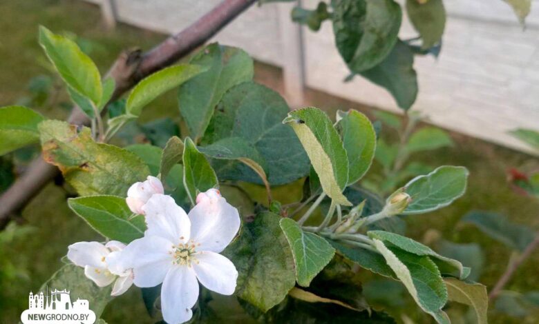 вторичное цветение деревьев