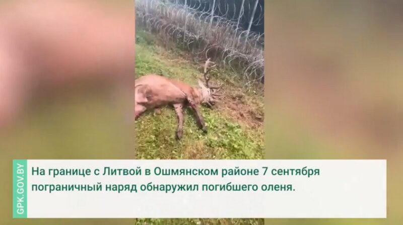 Забор на границе