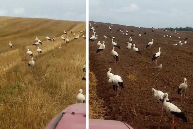 белорус 
