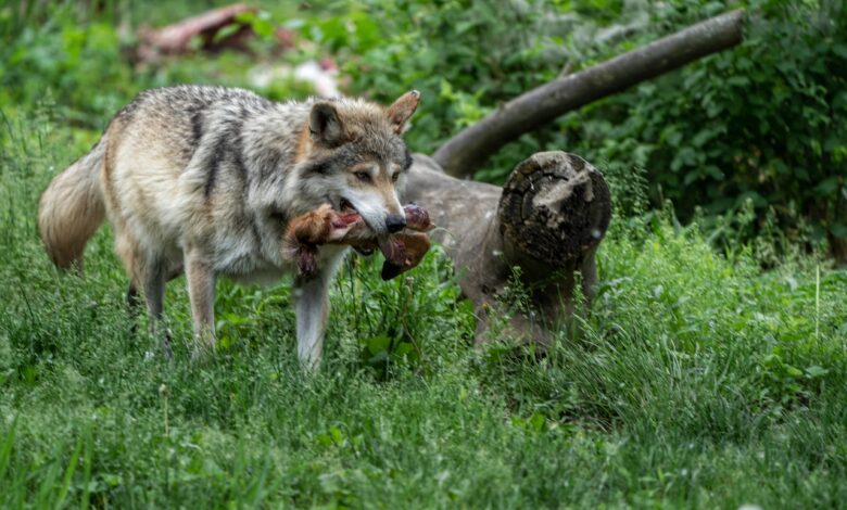 приманка для хищников