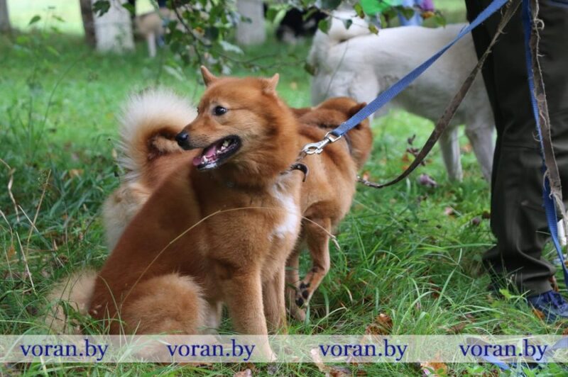 охотничьи собаки