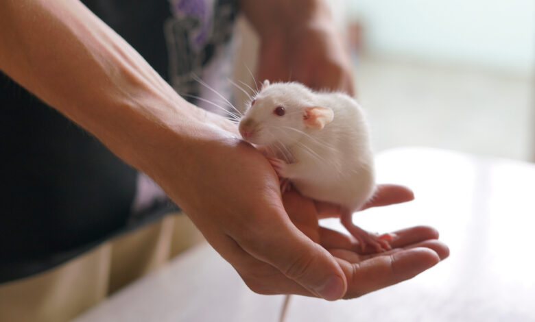 Крысиный король в Заславле: