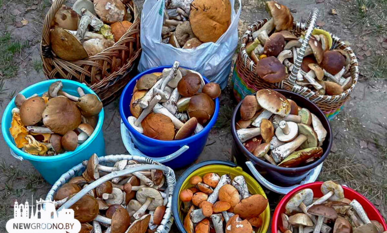 95% - здоровые и красивые