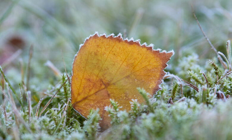 Куда пропала зима