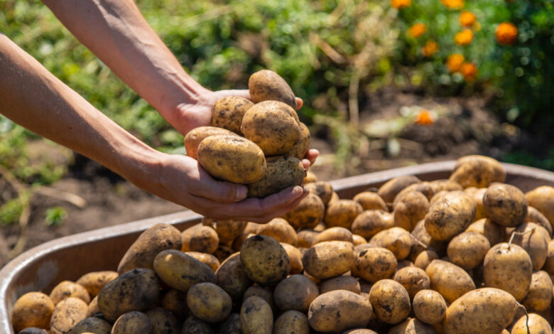 Яблок меньше