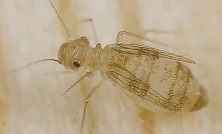 Сеноеды в квартире