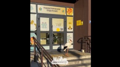 В Гродно агрессивный аист