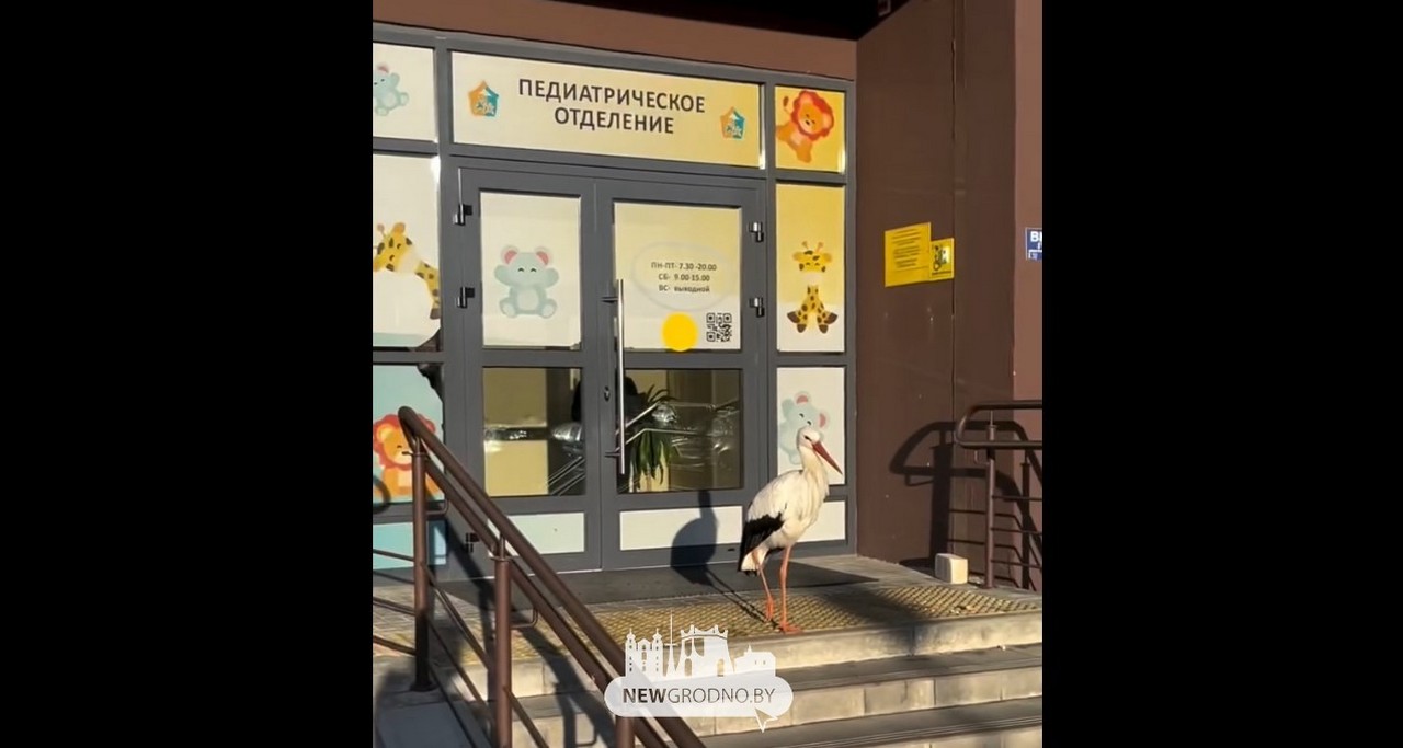 В Гродно агрессивный аист