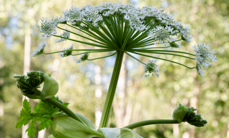 Гродненская область страдает