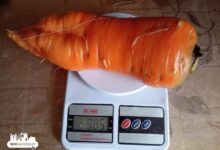 Необычный урожай вырос в деревне