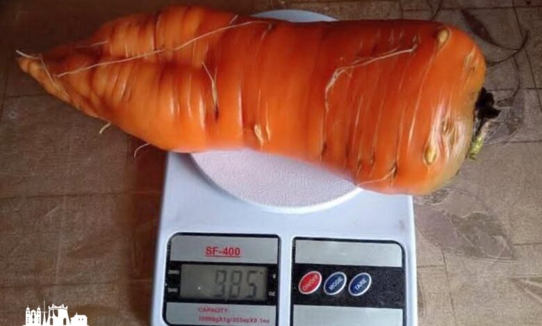 Необычный урожай вырос в деревне