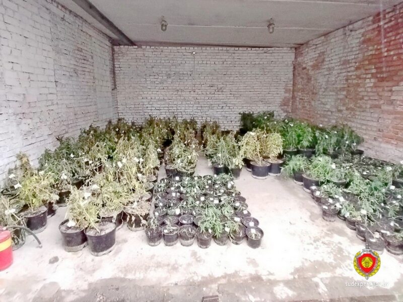 Белорус выращивал сотни кустов