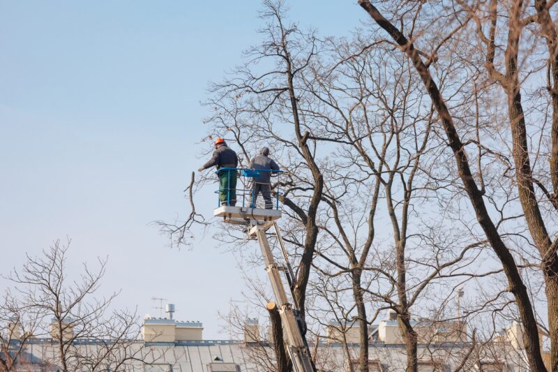 В Гродно хотят спилить более 20 деревьев