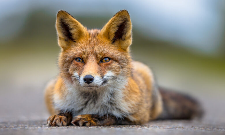 В Гродно на автовокзале заметили наглую