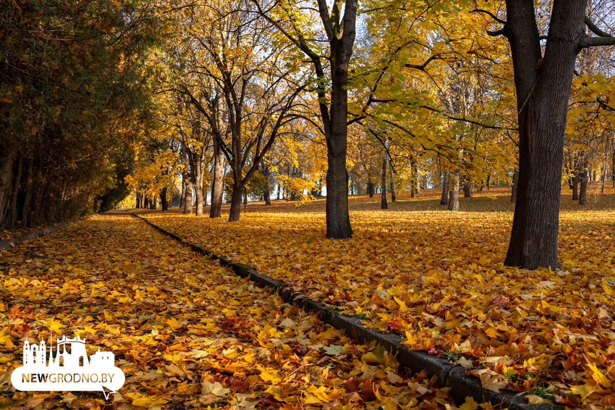 В Гродно началась та самая золотая осень