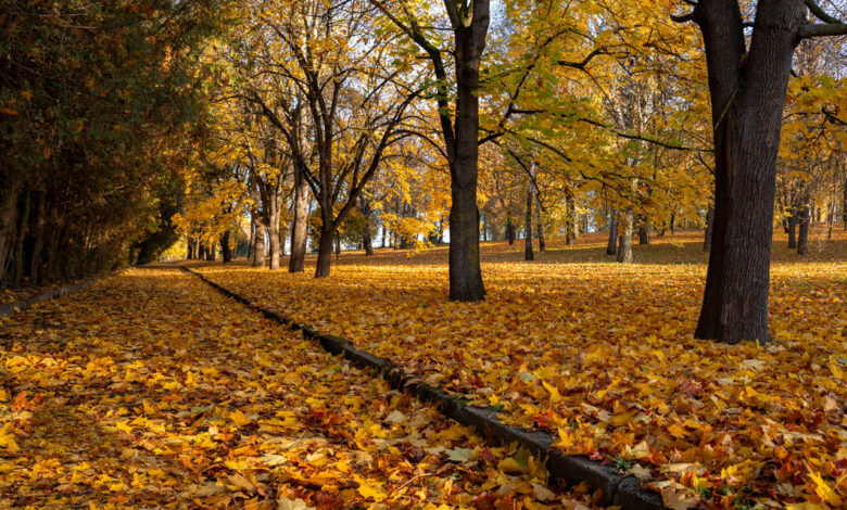 В Гродно началась та самая золотая осень