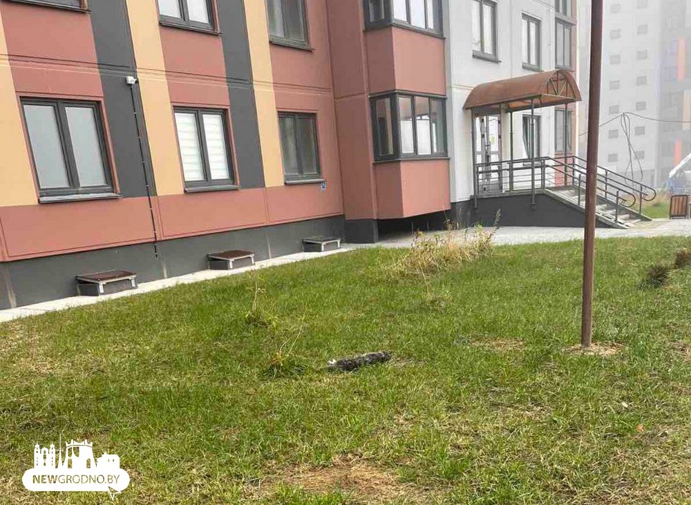 В Гродно стая собак ночью