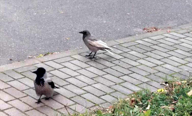 В Гродно заметили странную птицу