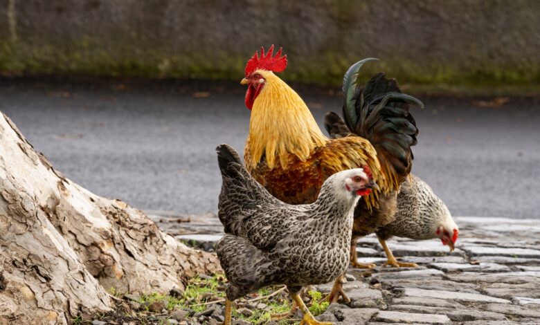 Суд из-за петуха