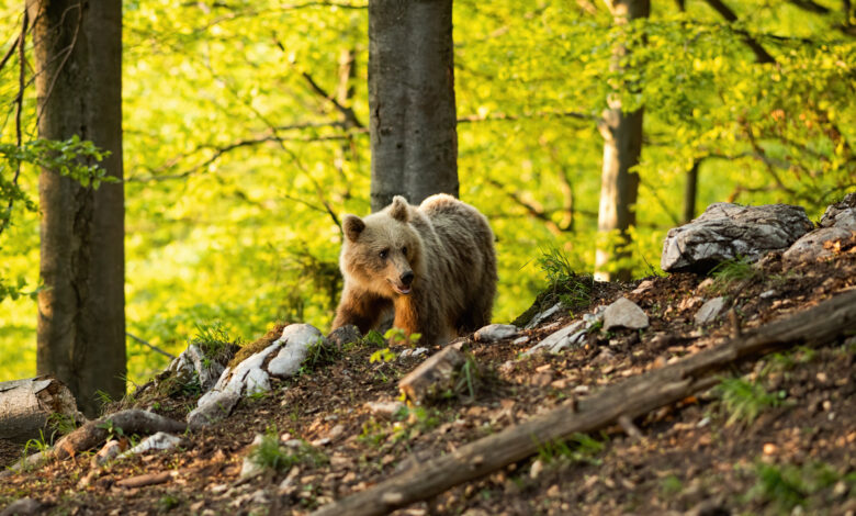 «Настоящий гигант»: итоги