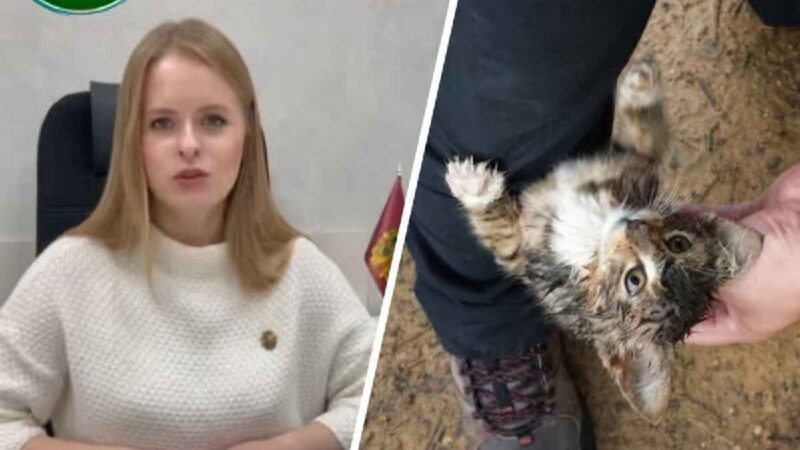 Нашёл кота