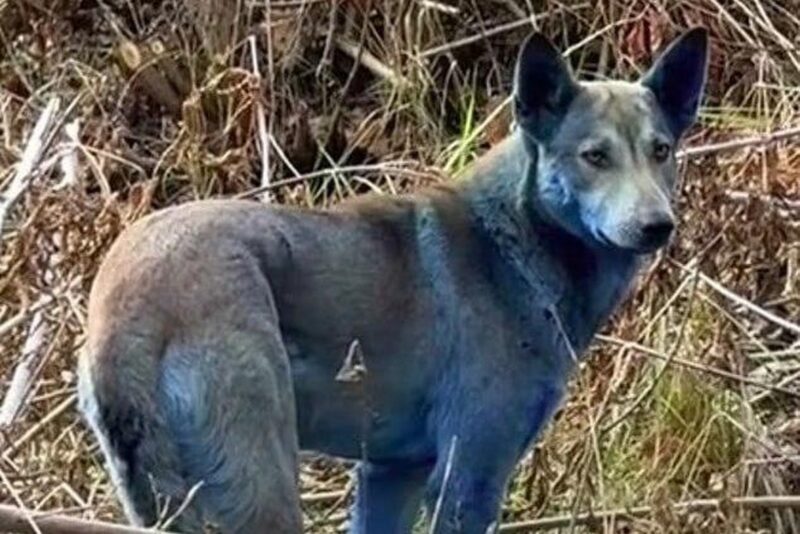 В Чернобыльской зоне