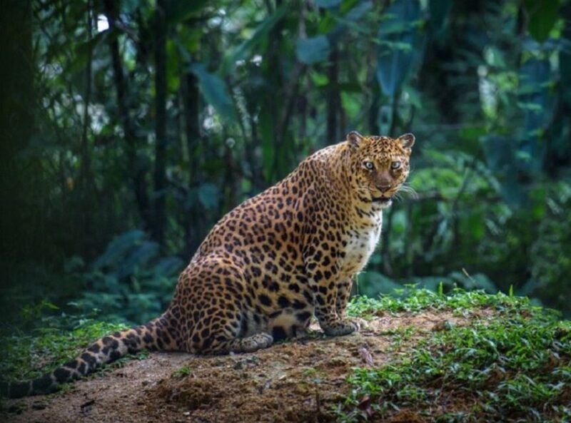 Брюшко домиком