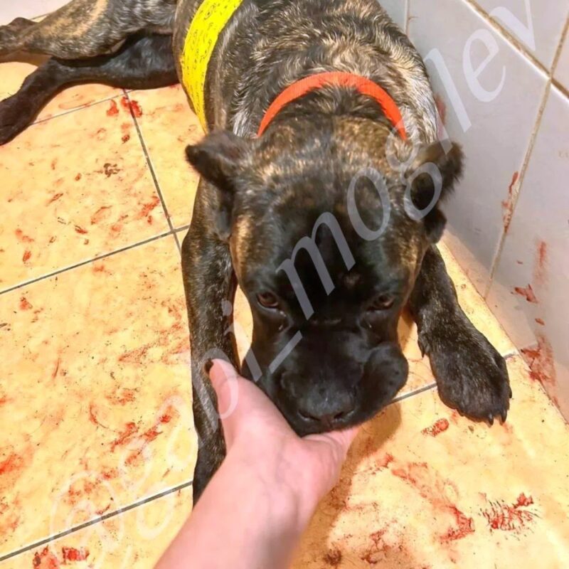 Пьяный белорус от злости