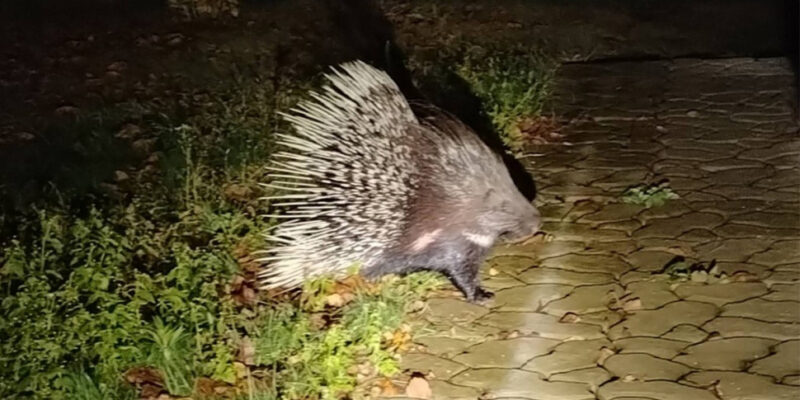 дикобраз гуляет по деревне