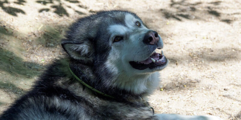 В Подмосковье двухмесячного ребенка